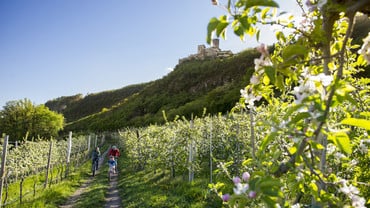 Wein & Apfelparadies Südtirol