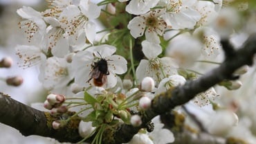 Cherry Blossom Festival in Emilia Romagna