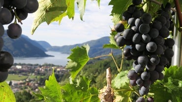 Grape Festival in Bardolino