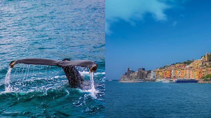 Dolphin and Whale Watching on the Ligurian coast