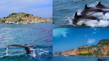 Ligurian Cetaceans, Cinque Terre & Tuscany