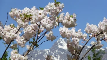 Blütenzauber in Südtirol