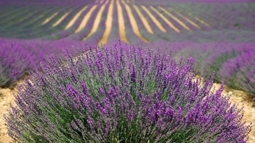 France - Beautiful Provence